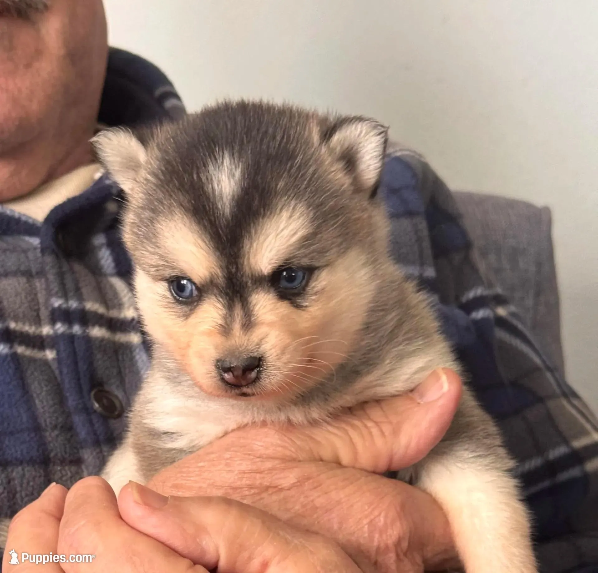Kenny, a male Alaskan Klee Kai for sale in Oakland, NE – Photo 2 of 3