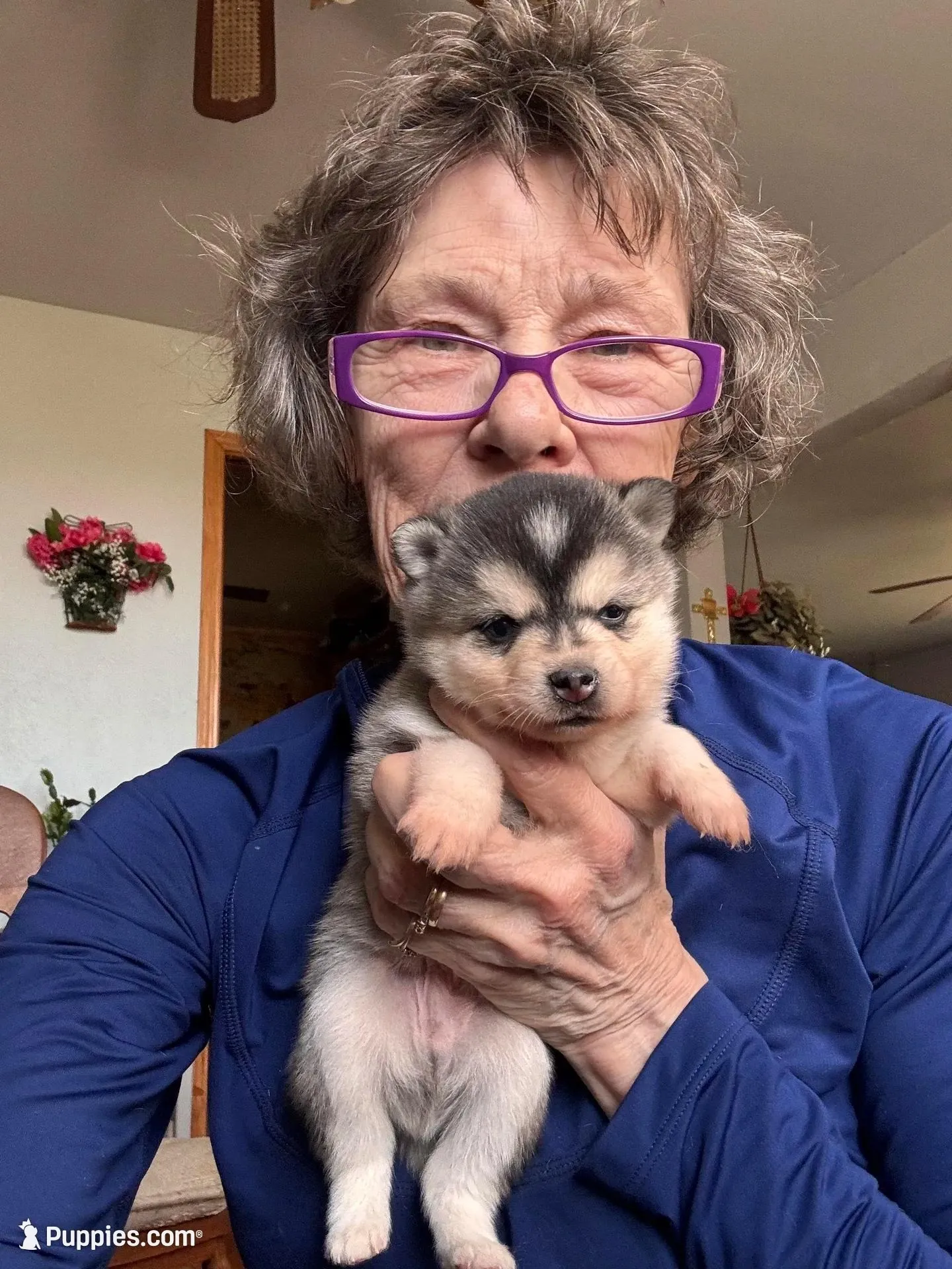 Kenny, a male Alaskan Klee Kai for sale in Oakland, NE – Photo 3 of 3