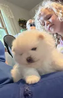 Kassy/AKC, a female Pomeranian for sale in Oakland, NE – 3 of 9