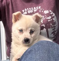 Kassey/emotional support, a female Alaskan Klee Kai for sale in Oakland, NE – 3 of 10