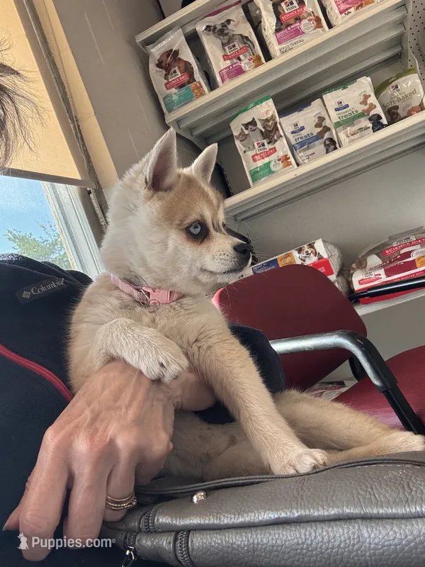 Rita – Alaskan Klee Kai puppy for sale in Oakland, NE