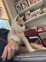 Rita, a female Alaskan Klee Kai for sale in Oakland, NE – 1 of 7