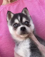 Timmy/extreme toy, a male Alaskan Klee Kai for sale in Oakland, NE – Photo 2 of 5