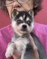 Timmy/extreme toy, a male Alaskan Klee Kai for sale in Oakland, NE – Photo 4 of 5