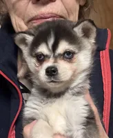 Timmy/extreme toy, a male Alaskan Klee Kai for sale in Oakland, NE – Photo 1 of 5