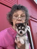 Timmy/extreme toy, a male Alaskan Klee Kai for sale in Oakland, NE – Photo 5 of 5