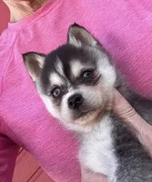 Timmy/extreme toy, a male Alaskan Klee Kai for sale in Oakland, NE – Photo 3 of 5