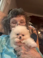 Pearl/AKC, a female Pomeranian for sale in Oakland, NE – 4 of 9
