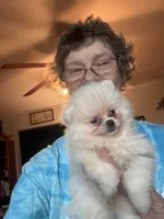 Pearl/AKC, a female Pomeranian for sale in Oakland, NE – 5 of 9
