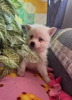 Krissy, a female Alaskan Klee Kai for sale in Oakland, NE – 2 of 10