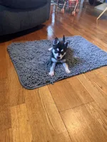 Mica, a female Alaskan Klee Kai for sale in Oakland, NE – 10 of 10