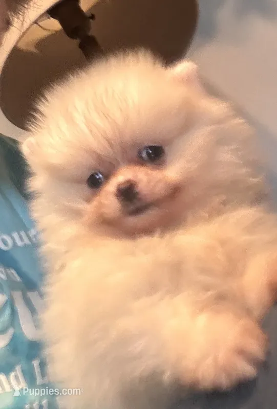 Pima – Pomeranian puppy for sale in Oakland, NE