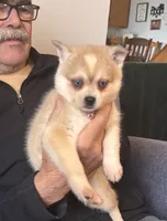 Rita, a female Alaskan Klee Kai for sale in Oakland, NE – 2 of 7