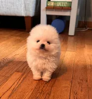 Frosty/AKC/mini, a male Pomeranian for sale in Oakland, NE – 6 of 10
