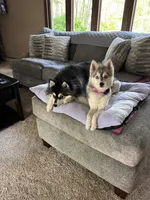 Rita/emotional support, a female Alaskan Klee Kai for sale in Oakland, NE – 10 of 10