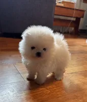 Frosty/AKC/mini, a male Pomeranian for sale in Oakland, NE – 5 of 10