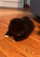 Brea/AKC/pending, a female Pomeranian for sale in Oakland, NE – 6 of 10