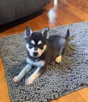 Mica, a female Alaskan Klee Kai for sale in Oakland, NE – 6 of 10