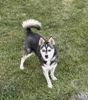 Blue, a female Alaskan Klee Kai for sale in Oakland, NE – 2 of 5