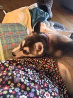 Nebula (Nebbie) , a female Alaskan Klee Kai for sale in Oakland, NE – 8 of 10