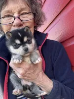 Rala, a female Alaskan Klee Kai for sale in Oakland, NE – Photo 2 of 3