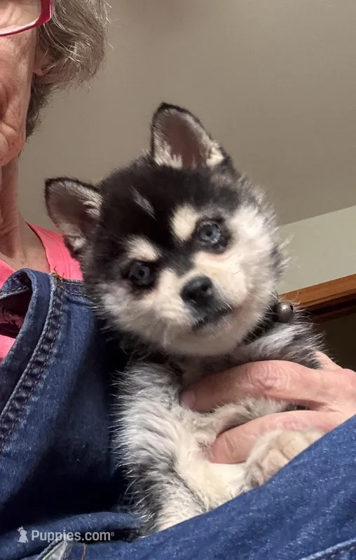 Rala – Alaskan Klee Kai puppy for sale in Oakland, NE