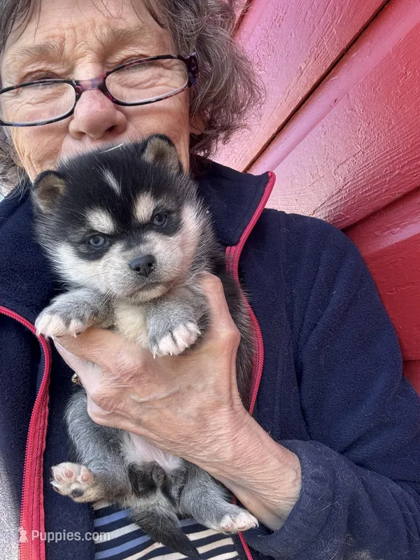 Rala – Alaskan Klee Kai puppy for sale in Oakland, NE