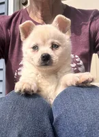 Kassey/emotional support, a female Alaskan Klee Kai for sale in Oakland, NE – 4 of 10