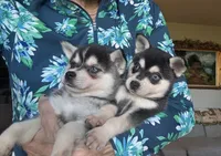 Mica, a female Alaskan Klee Kai for sale in Oakland, NE – 9 of 10