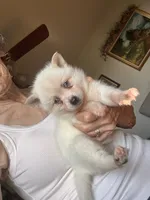 Krissy, a female Alaskan Klee Kai for sale in Oakland, NE – 10 of 10