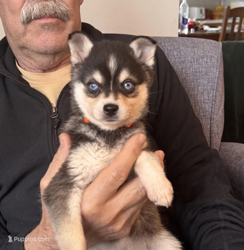 Lily – Alaskan Klee Kai puppy for sale in Oakland, NE
