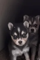 Lily, a female Alaskan Klee Kai for sale in Oakland, NE – Photo 1 of 2