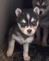 Lily, a female Alaskan Klee Kai for sale in Oakland, NE – Photo 2 of 2