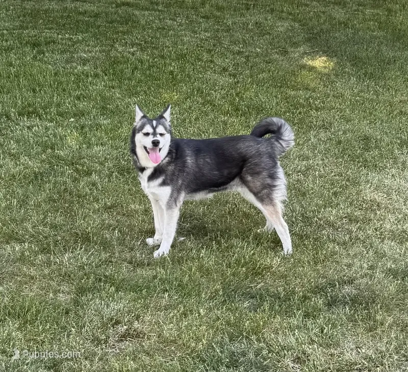 Blue – Alaskan Klee Kai puppy for sale in Oakland, NE