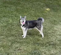 Blue, a female Alaskan Klee Kai for sale in Oakland, NE – 1 of 5