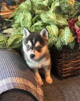 Micah, a male Alaskan Klee Kai for sale in Oakland, NE – 2 of 10