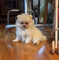 Pima, a male Pomeranian for sale in Oakland, NE – 2 of 7
