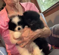Brea/AKC/pending, a female Pomeranian for sale in Oakland, NE – 3 of 10