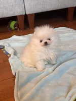 Freddie/AKC pocket pom/pending, a male Pomeranian for sale in Oakland, NE – Photo 4 of 6