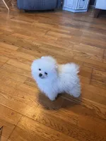 Freddie/AKC pocket pom/pending, a male Pomeranian for sale in Oakland, NE – Photo 6 of 6