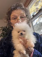 Freddie/AKC pocket pom/pending, a male Pomeranian for sale in Oakland, NE – Photo 3 of 6