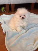 Freddie/AKC pocket pom/pending, a male Pomeranian for sale in Oakland, NE – Photo 5 of 6