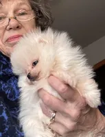 Freddie/AKC pocket pom/pending, a male Pomeranian for sale in Oakland, NE – Photo 2 of 6