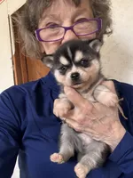 Katie, a female Alaskan Klee Kai for sale in Oakland, NE – Photo 4 of 7