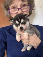 Katie, a female Alaskan Klee Kai for sale in Oakland, NE – Photo 5 of 7
