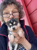 Katie, a female Alaskan Klee Kai for sale in Oakland, NE – Photo 7 of 7