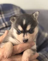 Katie, a female Alaskan Klee Kai for sale in Oakland, NE – Photo 1 of 7