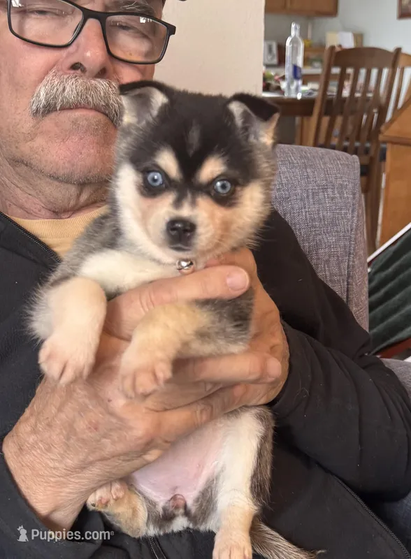 Katie – Alaskan Klee Kai puppy for sale in Oakland, NE