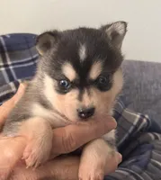Katie, a female Alaskan Klee Kai for sale in Oakland, NE – Photo 2 of 7