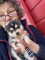 Katie, a female Alaskan Klee Kai for sale in Oakland, NE – Photo 6 of 7
